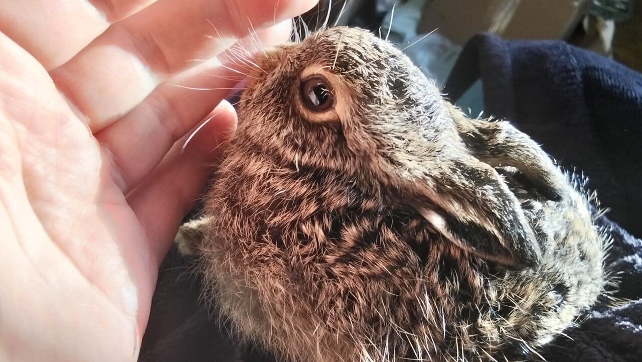 «Три дня им играли дети»: волонтёры спасли новорождённого зайчонка, умирающего от обезвоживания