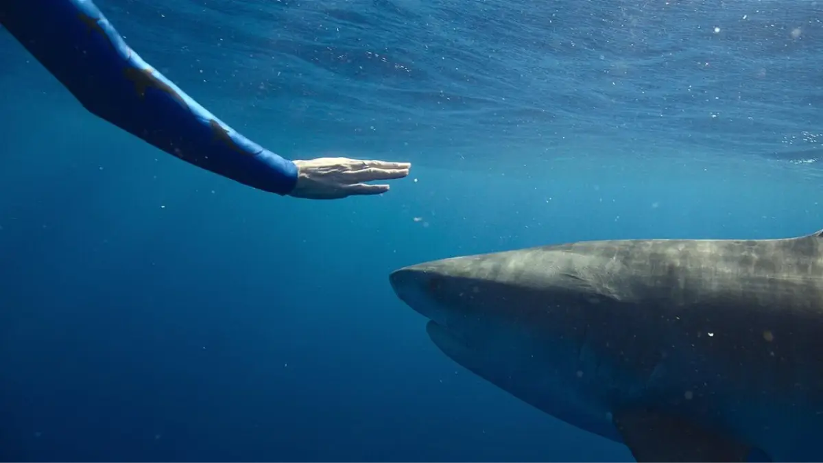 Кадо из фильма «Заклинательница акул» (2025)