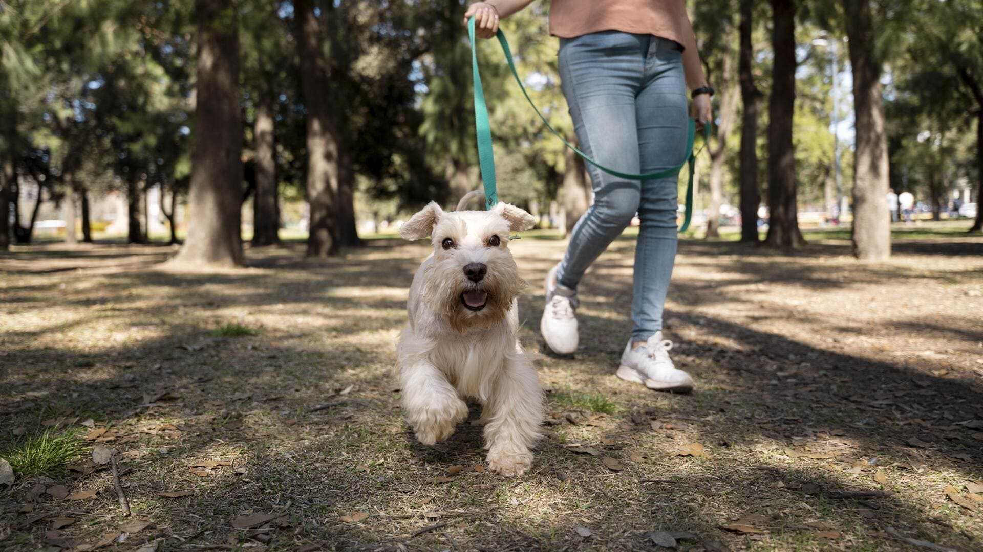 Выгул собак: советы от эксперта, как правильно гулять