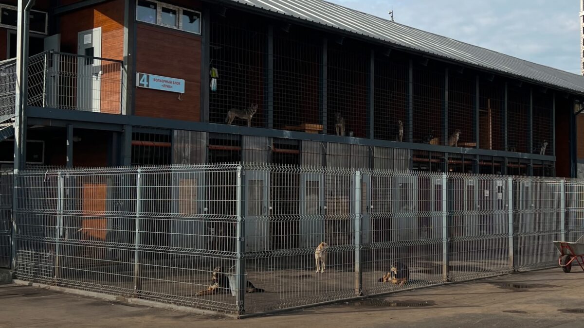 Недавно отремонтированный приют для животных снесут из-за строительства трамвайных путей