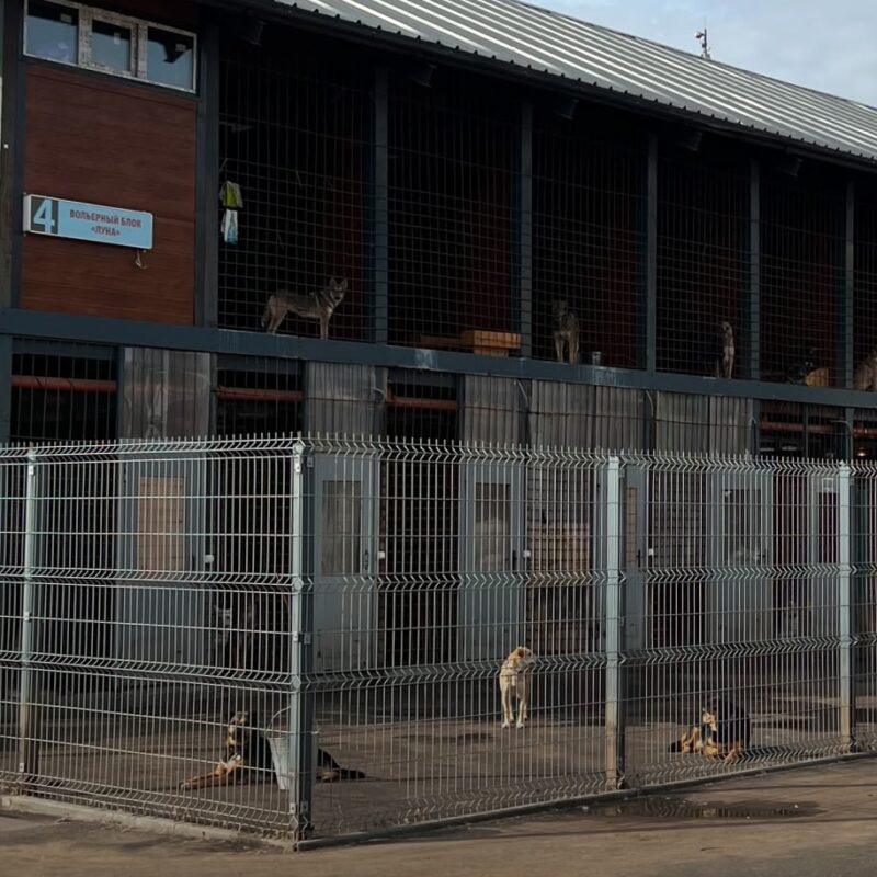 Недавно отремонтированный приют для животных снесут из-за строительства трамвайных путей