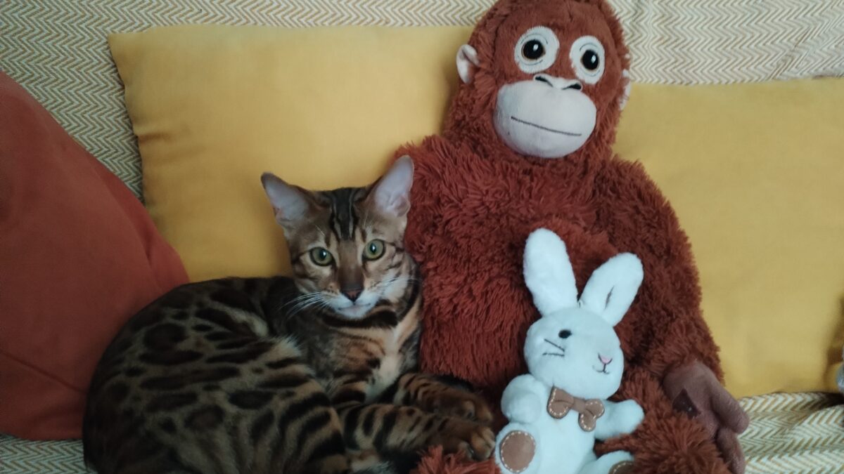 Если жизнь стала скучной — заведите бенгальскую кошку. Скука гарантированно испарится!