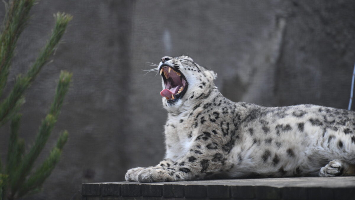 23 октября – Международный день снежного барса. Какие ещё праздники сегодня отмечают в России…