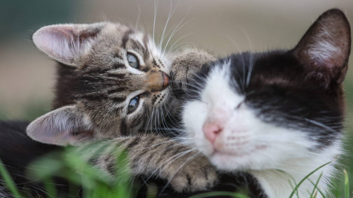 Как справиться с осенней линькой собак и кошек