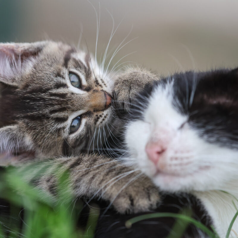 Как справиться с осенней линькой собак и кошек