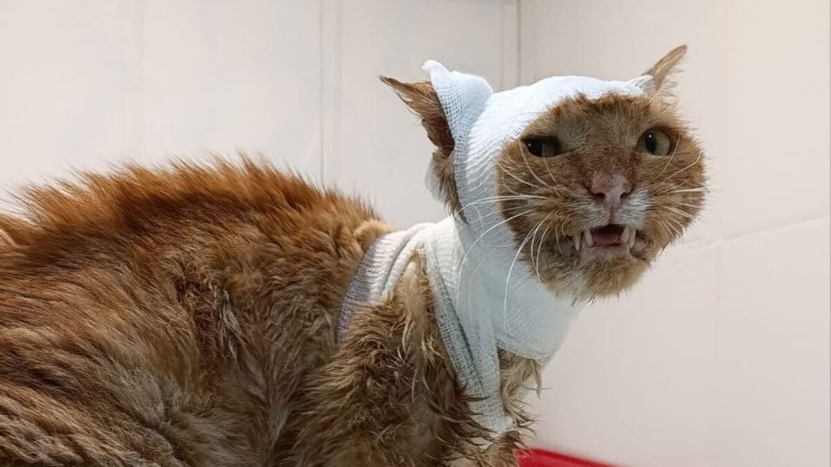 В Домодедове спасают кота, которого подожгли дети