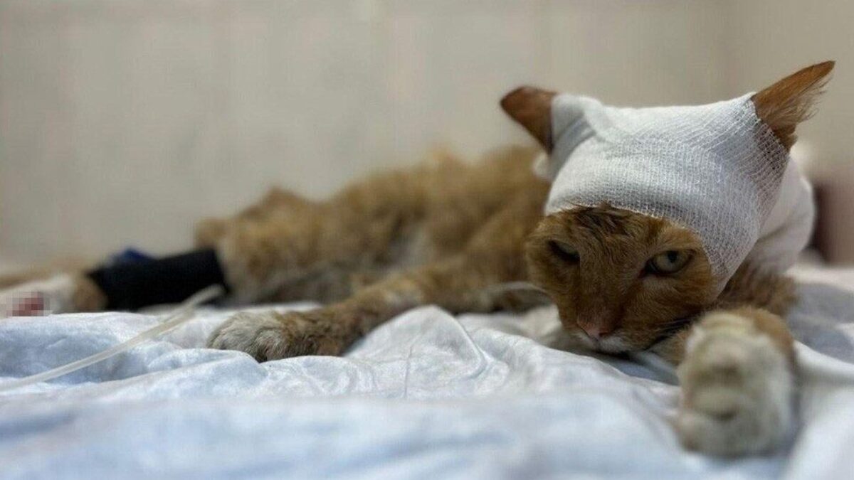 «Откуда такая жестокость»: волонтёры спасают кота, которого подожгли подростки