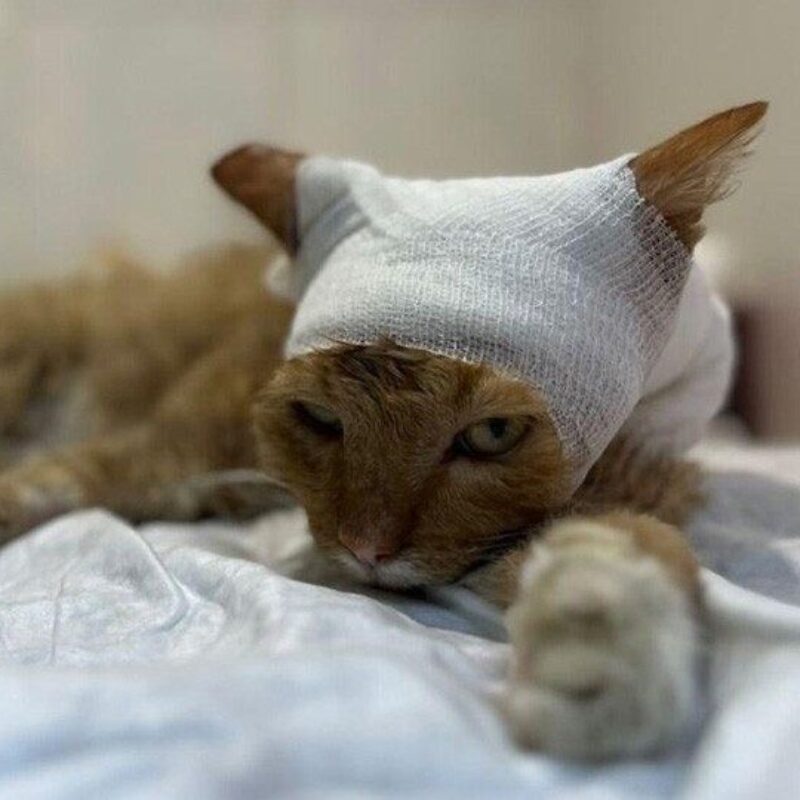 «Откуда такая жестокость»: волонтёры спасают кота, которого подожгли подростки