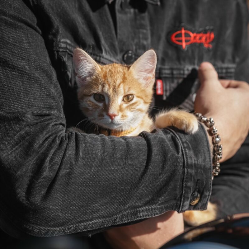 Прижимали котиков и светились от счастья: брокер потеряла любимого пса и стала волонтёром