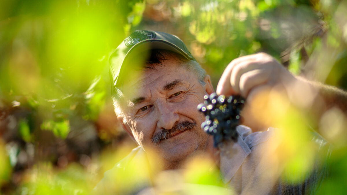 На винодельне Шато де Талю состоялся сбор урожая слепоглухими людьми