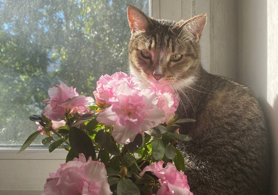 Кошачий день