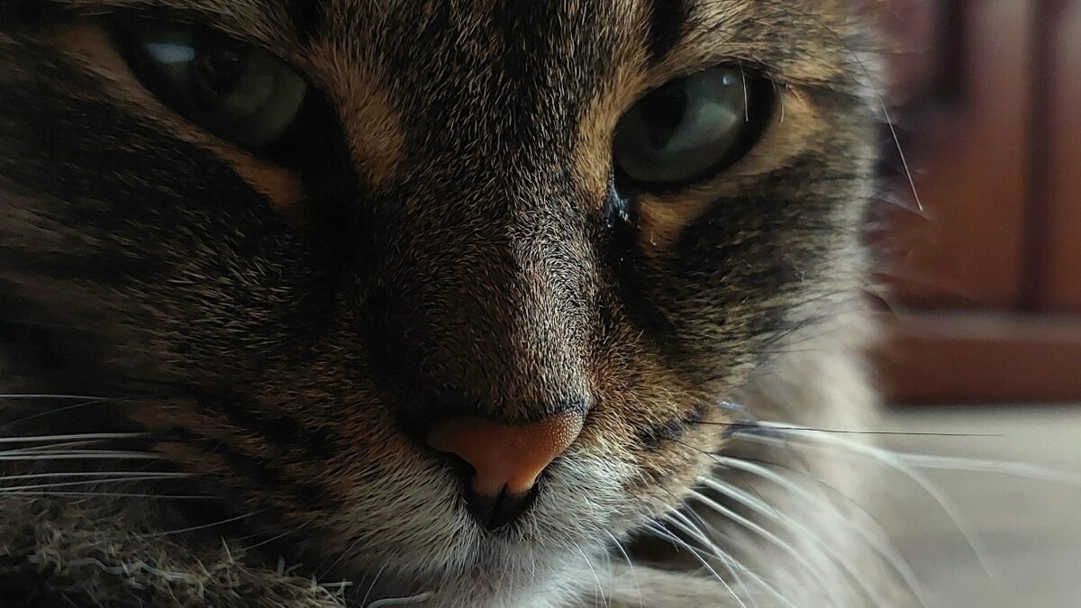 Спасает животных тату-мастер из Тюмени