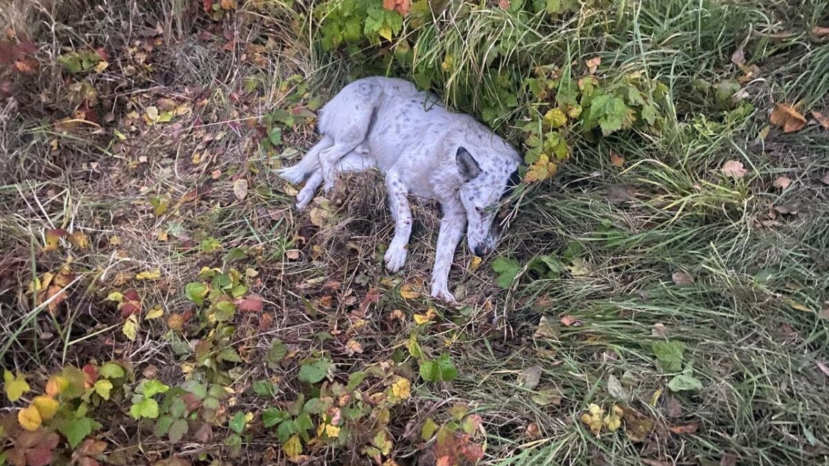 Спасли собаку из ДТП: поступок полицейских