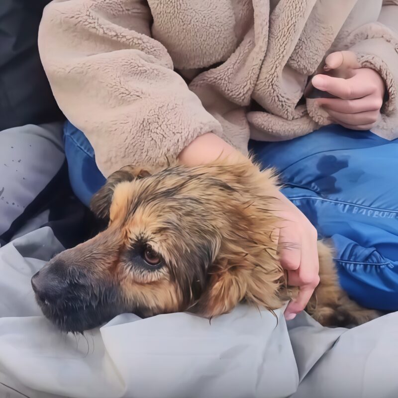 «Увидев людей, бросилась в воду»: волонтёры спасли собаку, застрявшую на острове посреди Волги