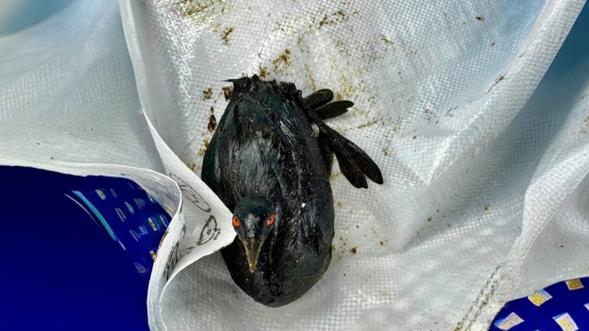 «Птицы находят свежий мазут»: откуда на Черноморском побережье новые выбросы нефтепродуктов