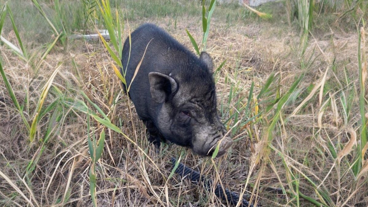 «Купили минипига – вырос кабанчик»: россияне обсуждают спасение брошенной свиньи