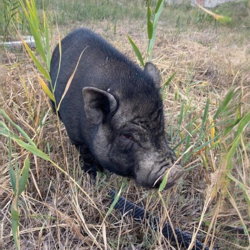 «Купили минипига – вырос кабанчик»: россияне обсуждают спасение брошенной свиньи