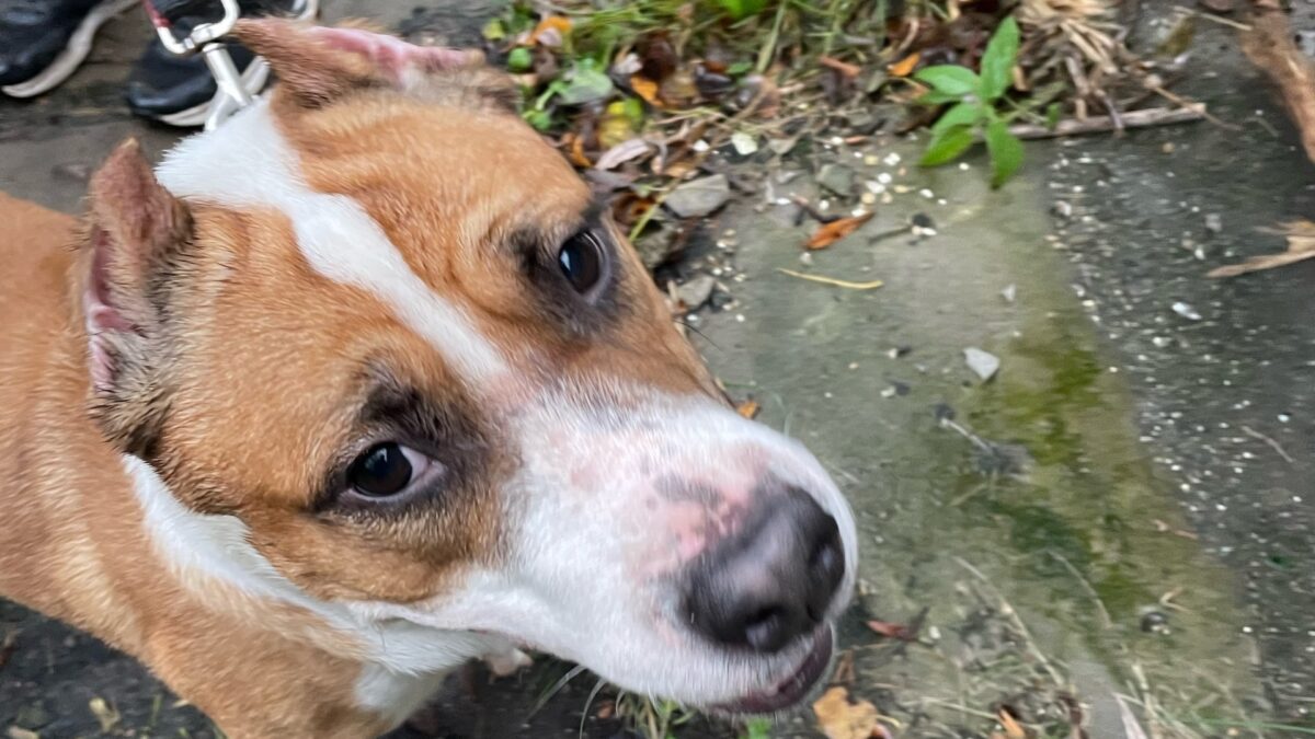 «Привязали к столбу без еды и воды»: зоозащитники спасли истощённого питбуля по кличке Марсель