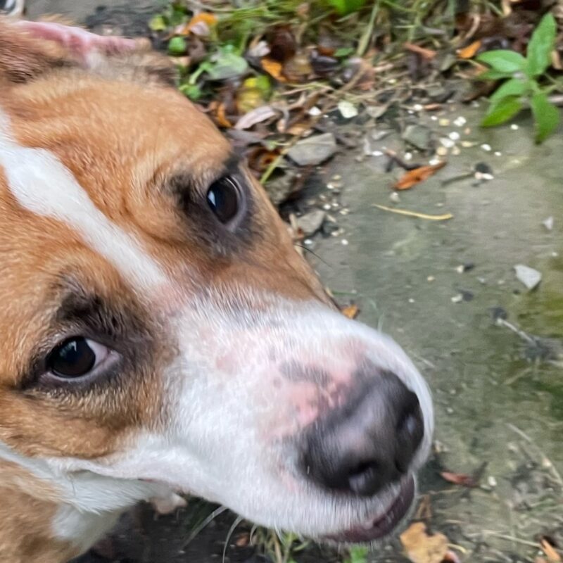 «Привязали к столбу без еды и воды»: зоозащитники спасли истощённого питбуля по кличке Марсель