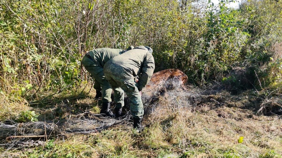 «Тихо! Не торопите его!»: госинспекторы и пограничники спасли оленя, запутавшегося в проволоке