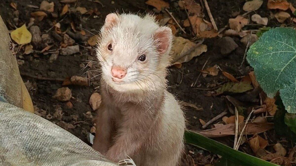 «Расправились как со сломанной игрушкой»: домашнего хорька спасли с теплотрассы волонтёры