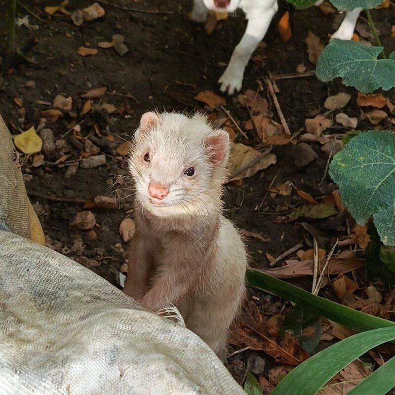 «Расправились как со сломанной игрушкой»: домашнего хорька спасли с теплотрассы волонтёры