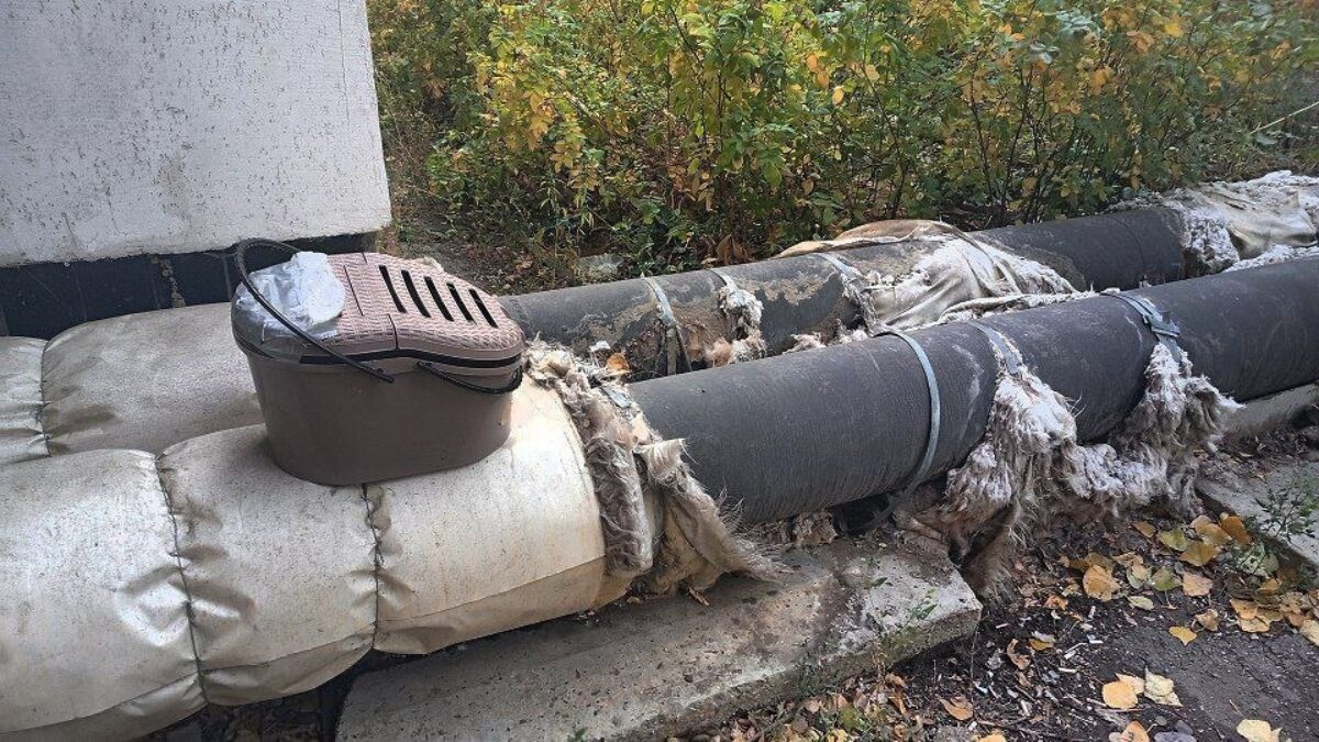 Волонтёры Саратова спасли животное, выброшенное на улицу