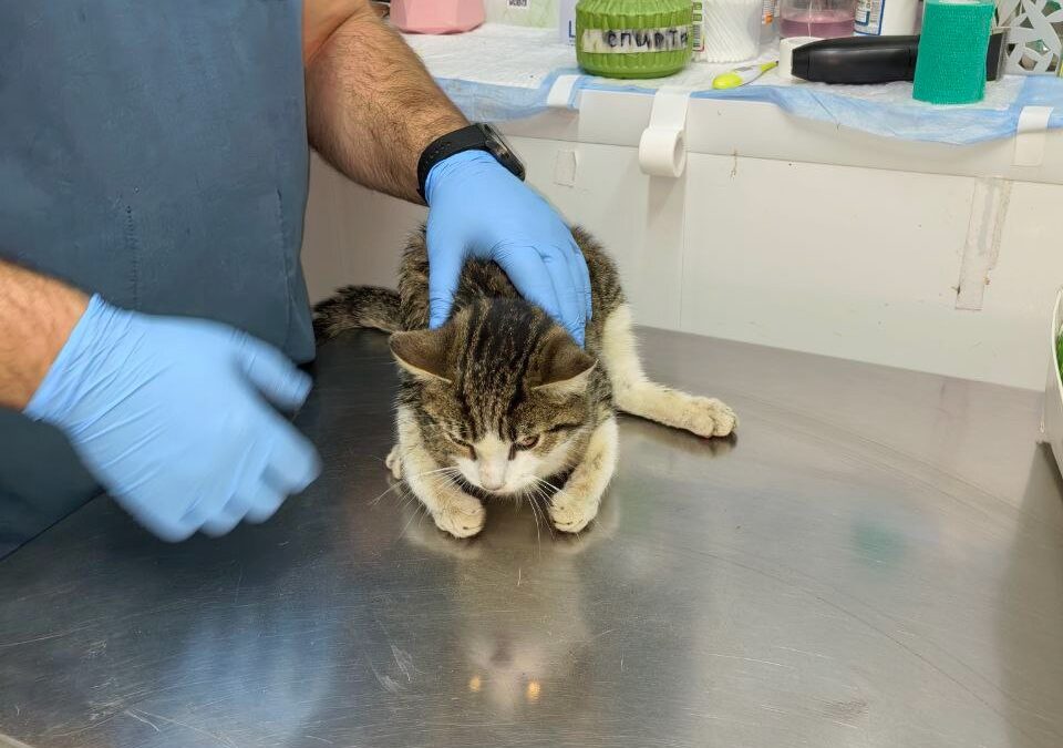 «Вдруг хозяин Васеньки откликнется»: выпавшего из окна кота в тяжёлом состоянии спасают волонтёры