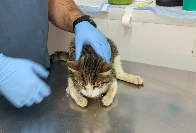 «Вдруг хозяин Васеньки откликнется»: выпавшего из окна кота в тяжёлом состоянии спасают волонтёры