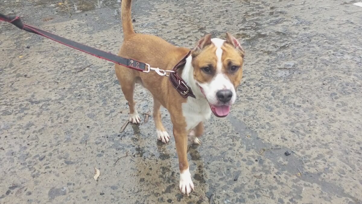 Спасли пса, привязанного к столбу без еды и воды: история