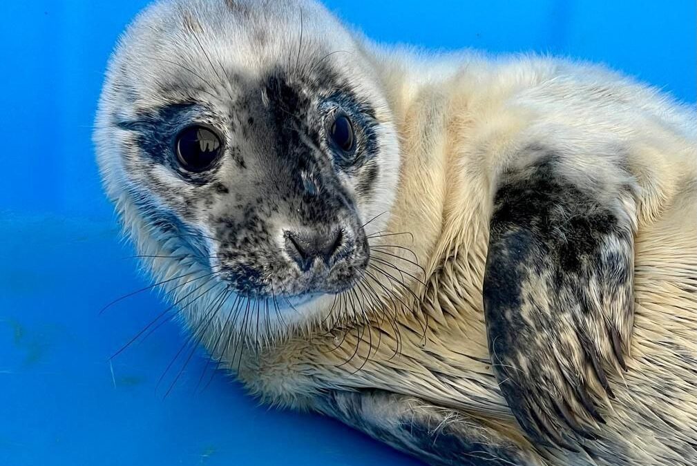 «Сделать всё, чтобы они увидели море»: ленинградские атомщики спасают детёнышей нерп и тюленей