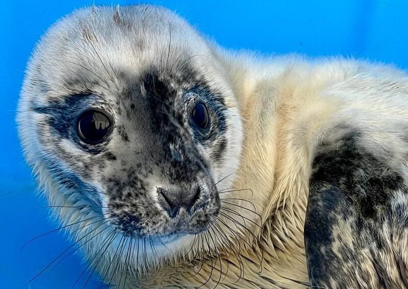 «Сделать всё, чтобы они увидели море»: ленинградские атомщики спасают детёнышей нерп и тюленей