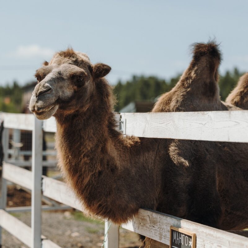 Милая история: верблюдицу спасли из передвижного цирка, и она подружилась с конём