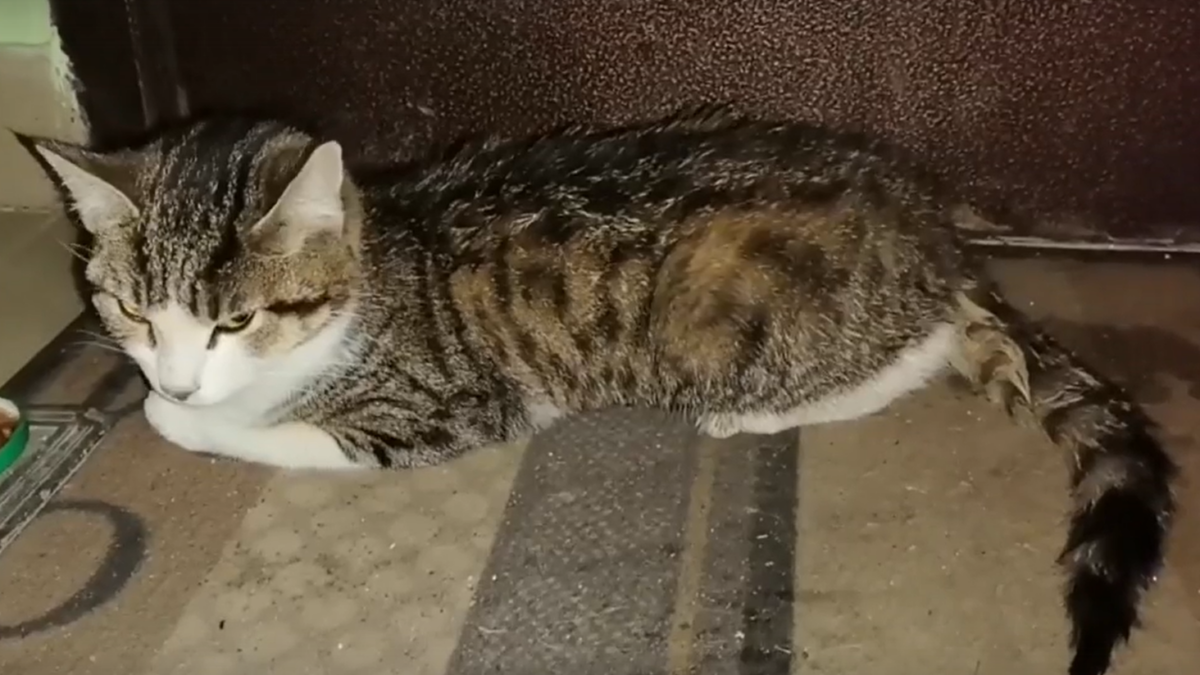 В Солнечногорске волонтёры спасают кота, который не может ходить