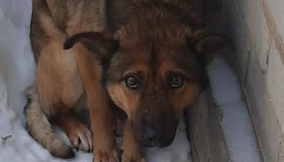 Безмолвные жители наших городов