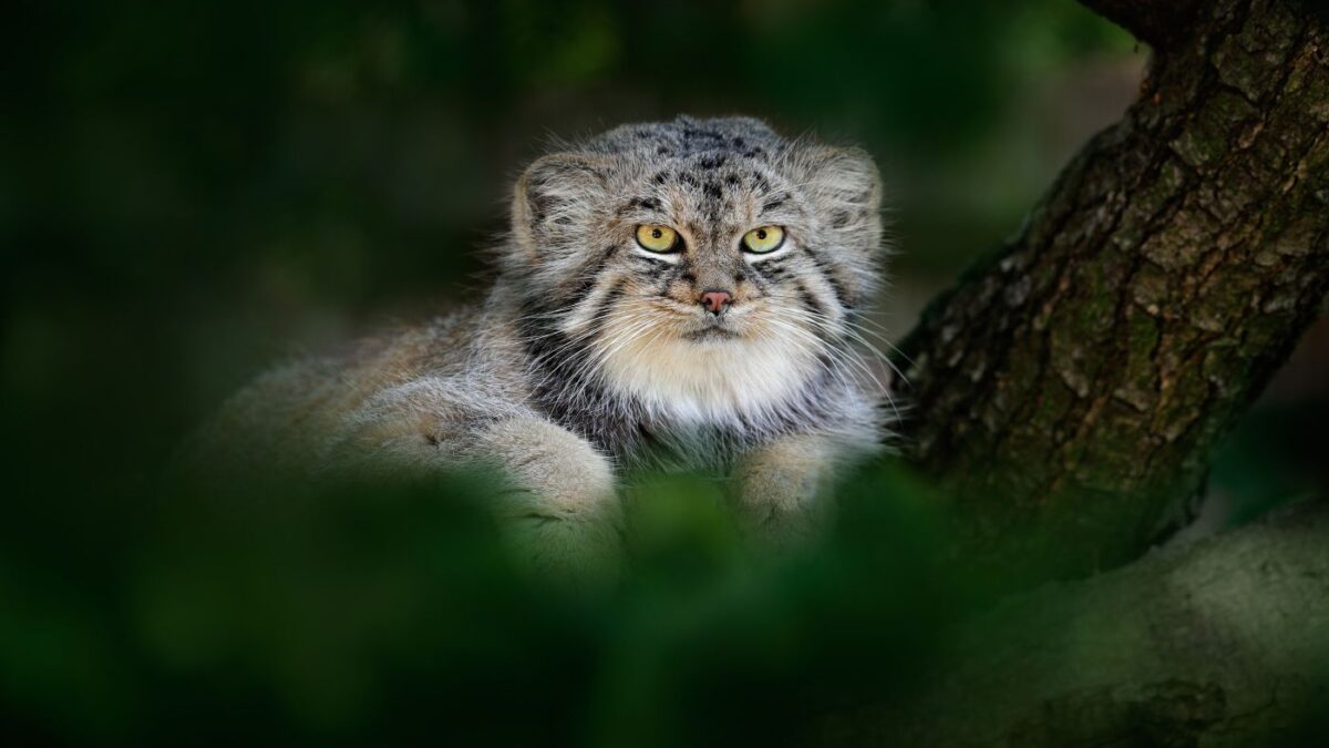 Дикие кошки России: таинственные хищники на нашей земле