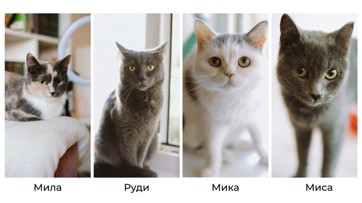 Спасает животных тату-мастер из Тюмени