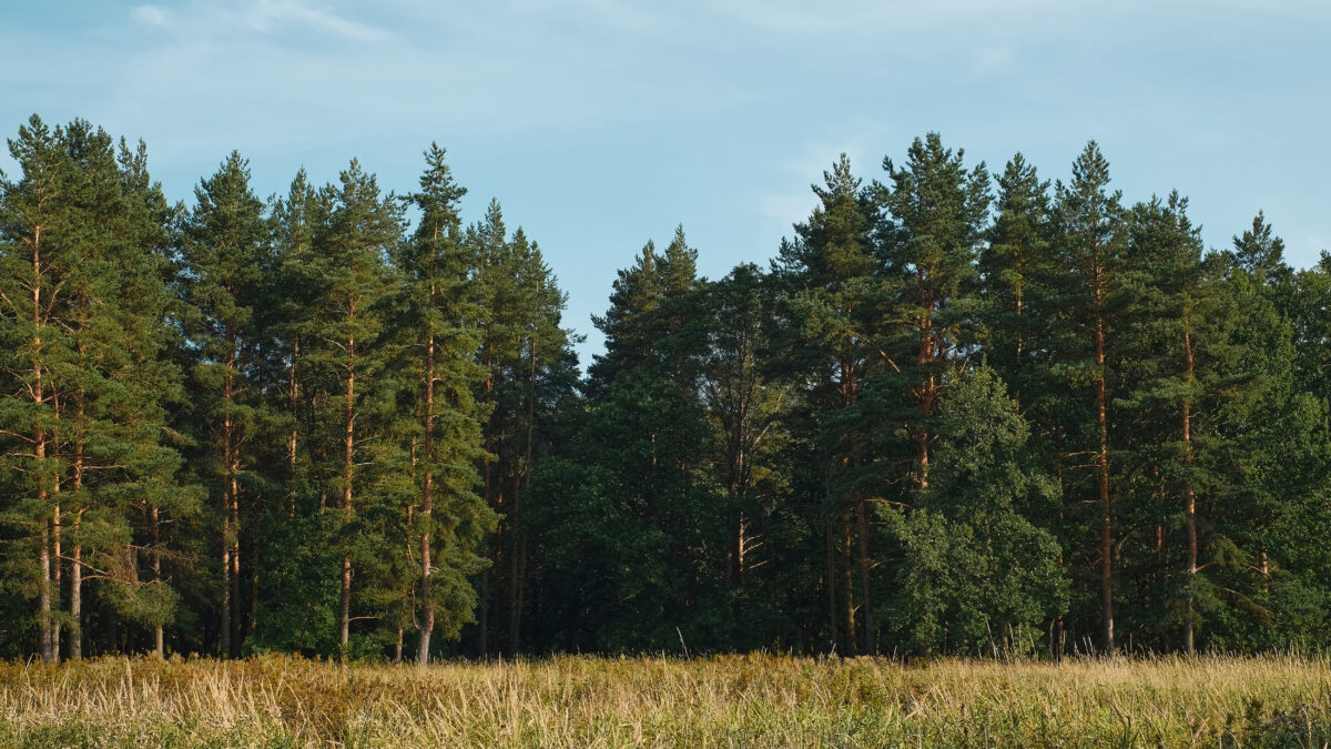 Спасём деревья: 5 млн покупателей «Пятёрочки» отказались от бумажных чеков