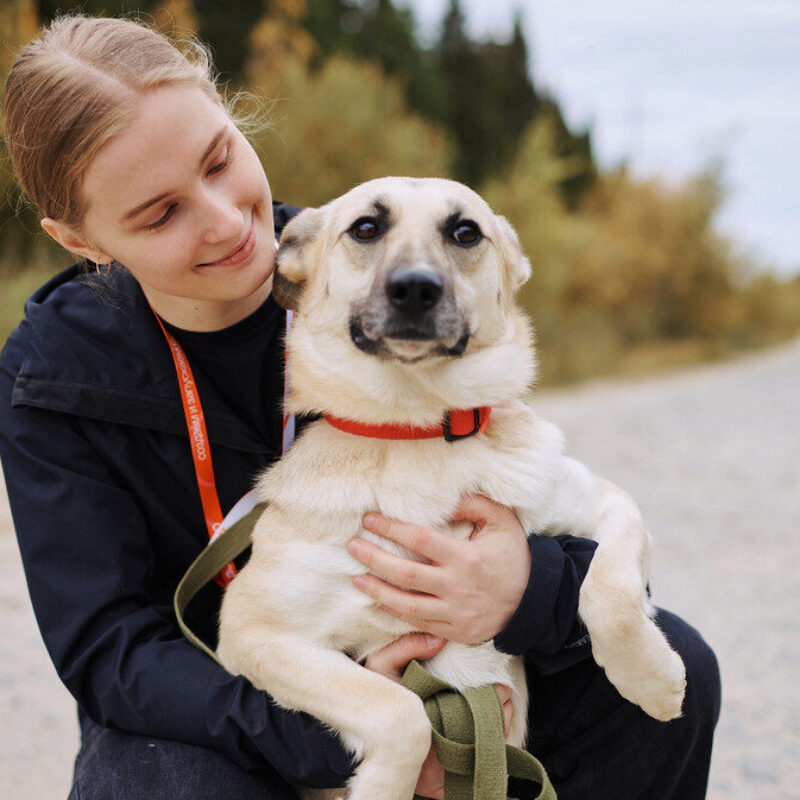 Открыт набор на онлайн-курс для сотрудников приютов и волонтёров-зоозащитников