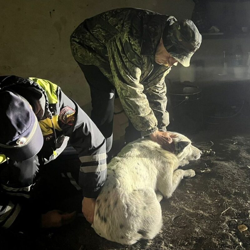 «Оплату лечения взяли на себя»: покалеченную в ДТП собаку спасли инспекторы ДПС