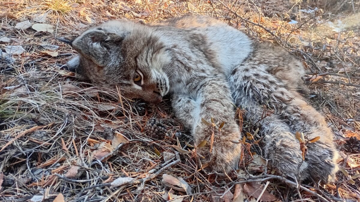 «Отбила внутренние органы»: в сети обсуждают спасение дикой рыси, от которого она могла пострадать