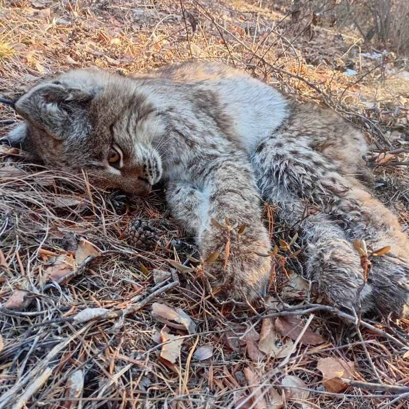 «Отбила внутренние органы»: в сети обсуждают спасение дикой рыси, от которого она могла пострадать