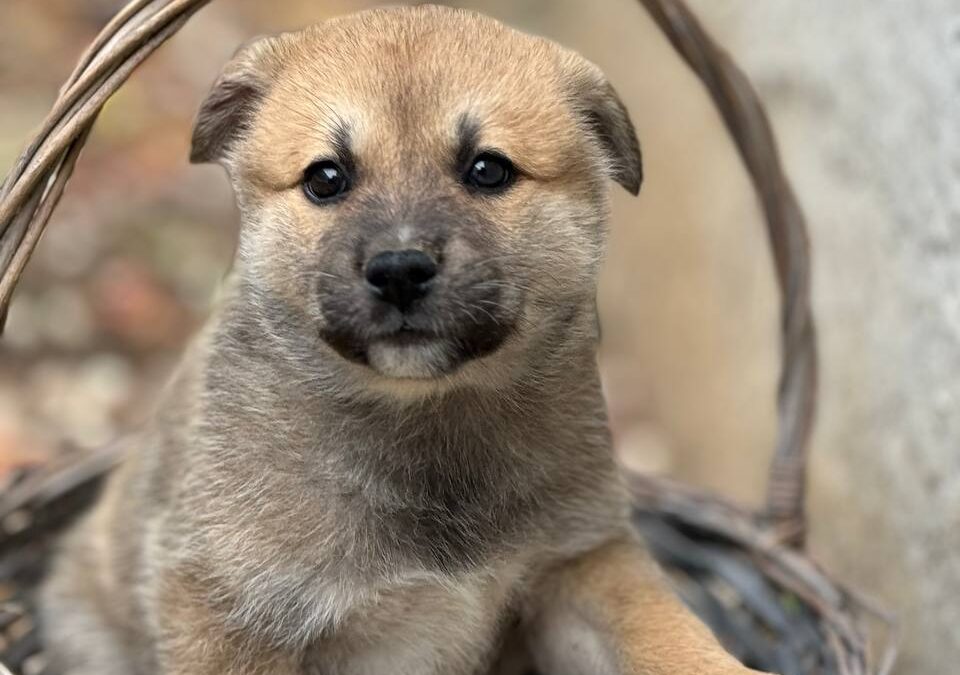 «ЗООФЕСТ ЭКО»: выставка-пристройство кошек и собак из приютов состоится 18 октября в ТЦ «Фили Град»