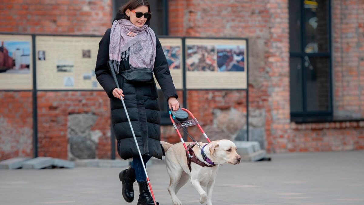 Собака-поводырь для слепых: нужно два года ждать в очереди