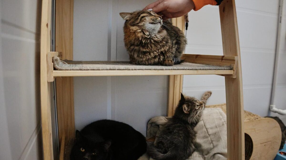 Эксперты расскажут, как собирать деньги на помощь животным 