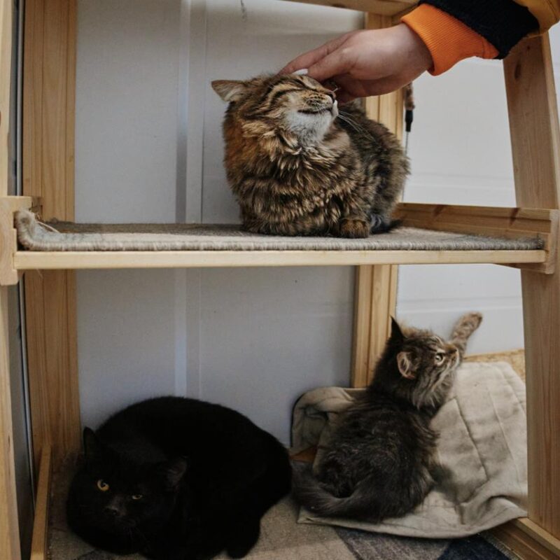 Эксперты расскажут, как собирать деньги на помощь животным 