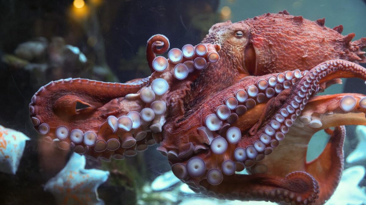 8 октября – Всемирный день осьминога. Какие ещё праздники сегодня отмечают в России и мире?