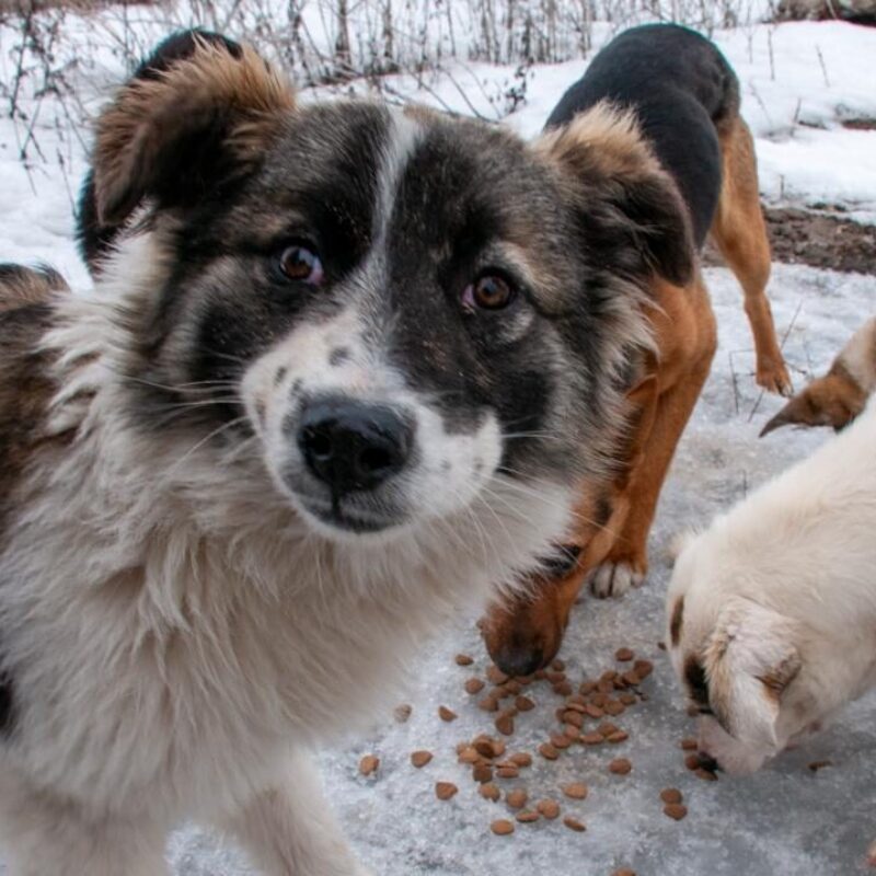 Зоозащитники просят поддержку, чтобы противостоять закону о запрете кормления бездомных собак