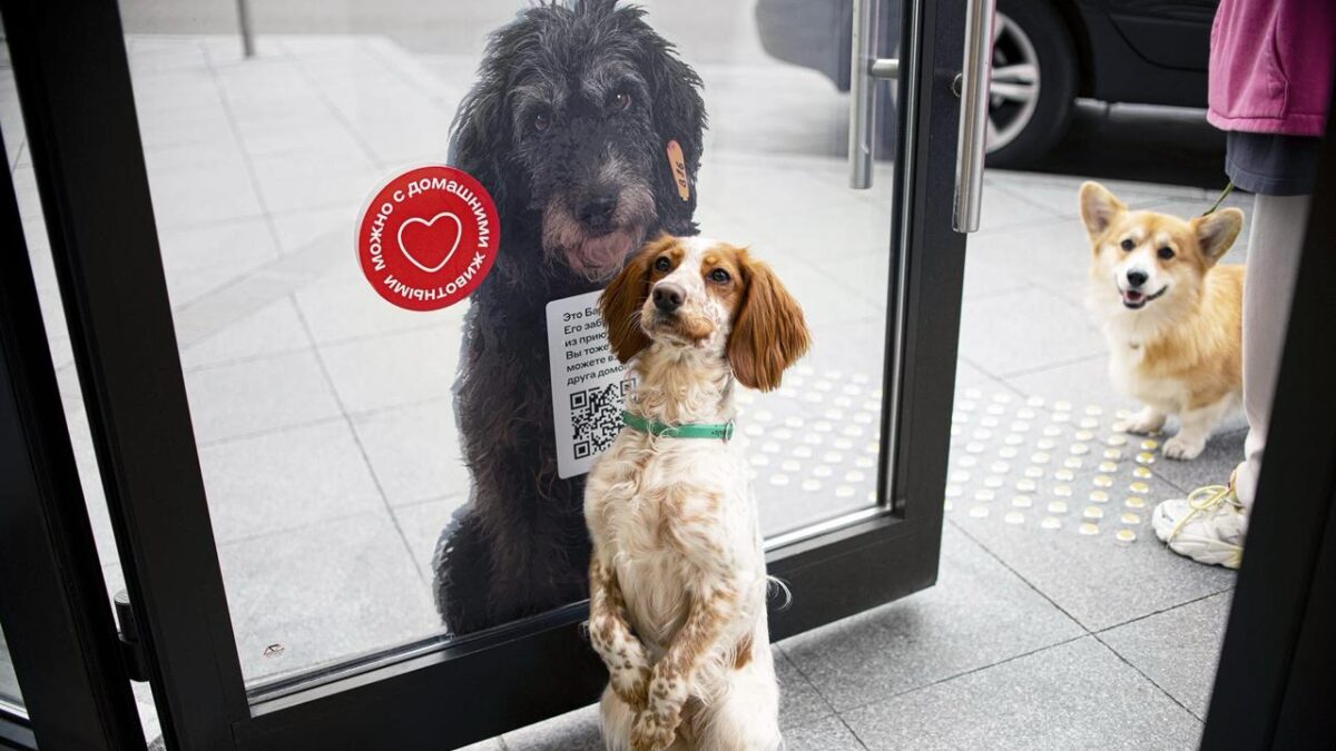 Тренд на pet-friendly: как в России бизнес помогает животным
