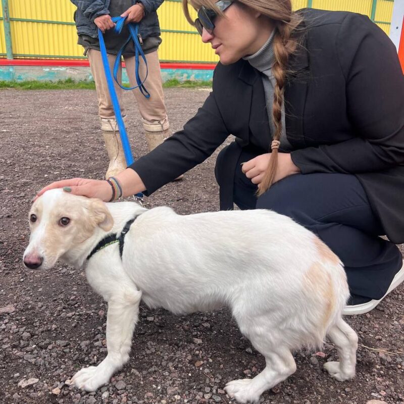 Просидела на холоде сутки: люди спасли собачку, которую хозяева привязали в парке умирать